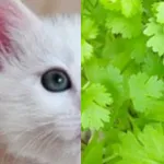 猫かパクチーか... icon