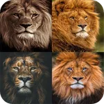 Lion Wallpaper HD icon