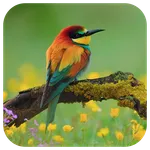 Bird Live Wallpaper icon