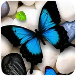 Butterfly Live Wallpaper icon