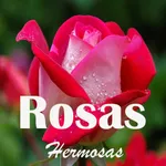 Roses and beautiful flowers icon