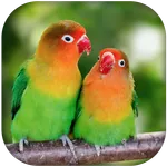 Lovebird sounds icon