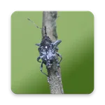 Camellia Pest ID icon