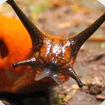 Terrestrial Mollusc Key icon