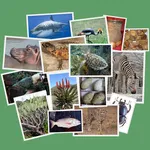 IDentifyIt Species icon