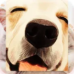 wallpaper anjing sangar icon