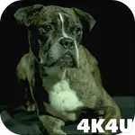 4K Dogs Slow-mo Video Live Wal icon