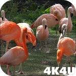 4K Flamingo Video Live Wallpap icon