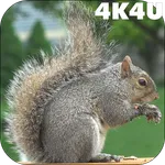 4K Park Squirrel Video Live Wa icon