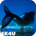 4K Whales Video Live Wallpaper icon