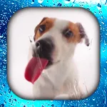 Dog Licks Screen Wallpapers 3D icon