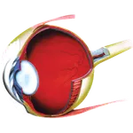 Retina Mymensingh icon