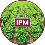 Groundnut IPM icon