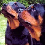 Imagenes de Perros Rottweiler icon