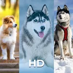 Cute Dog Wallpapers icon