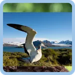 Tebak Hewan inggris indonesia icon