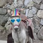 Sonidos de Burros para Celular icon