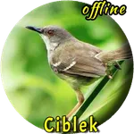 Pikat Burung Ciblek Betina icon