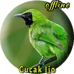 Cucak Ijo Betina Gacor icon