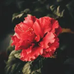 Dark Flower Wallpaper icon