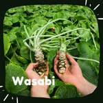 Grow Wasabi From Seeds Guide icon