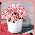 Indoor Azalea Care Guide icon