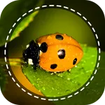 Insect identifier by Photo Cam icon