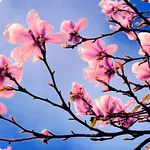 Spring Wallpapers icon