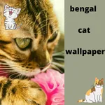 bengal cat  wallpaper icon