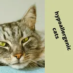 hypoallergenic cats icon