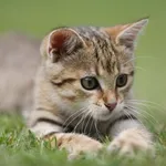 Oddities about animals icon