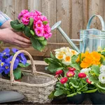 WildFlower Seeds : Wildflower icon