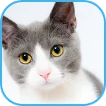 cat wallpaper icon