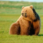 Fluffy bears icon