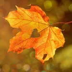 OTOÑO AUTUMN FONDOS icon