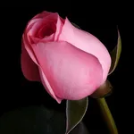 Flowers And Roses Images GIFs icon