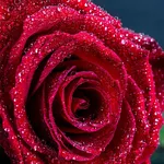 Red Rose Wallpaper 2020 icon