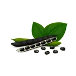 Phule Blackgram icon