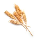 Phule Wheat icon