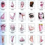 Learn Body Parts in English icon