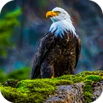 Eagle Live Wallpaper HD icon