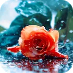 Red Rose Wallpaper icon