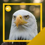 Bald-Eagle Sounds & Story icon