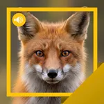 Fox Sounds & Story icon