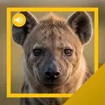 Hyena Sounds & Story icon