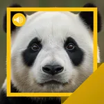 Panda Sounds & Story icon