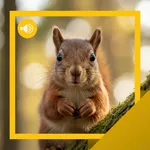 Squirrel Sounds & Story icon