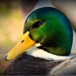 Waterfowl Calls icon