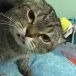 Stickers Kucing Lucu Imut icon