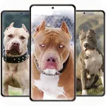 Pitbull Wallpaper 4k icon